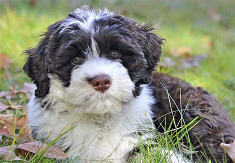 Portuguese Water Dog Puppies For Sale