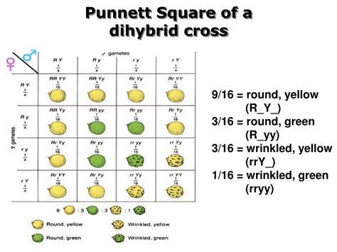 Dihybrid Cross Punnett Square Ratio