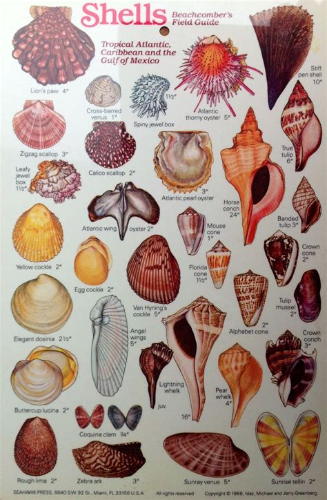 Tropical Atlantic, Caribbean and the Gulf of Mexico. Beachcomber's field guide, Shells I | Sea ...