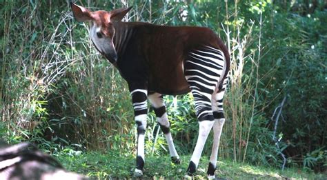 Mengenal Okapi, Hewan Unik Mirip Zebra namun Berkerabat Dekat dengan ...