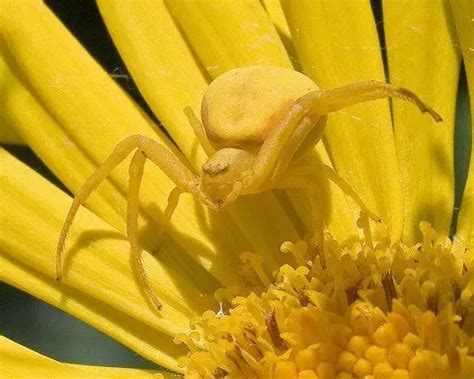 Crab Spider Facts | Anatomy, Diet, Habitat, Distribution