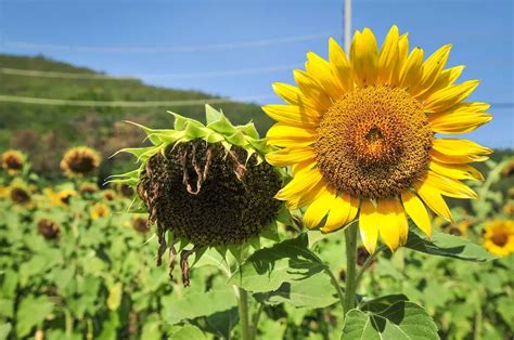 Why Are My Sunflowers Dying? (7 Possible Causes to Consider) - The Practical Planter