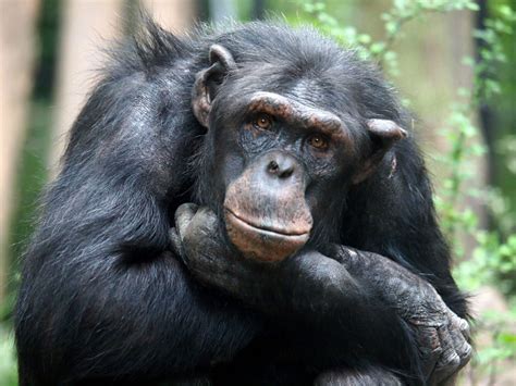 Research reveals that Apes can tell if a person believes in a False Truth | The News Town