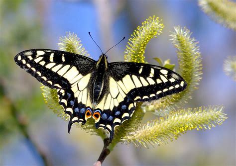 Anise Swallowtail Butterfly, description, characteristics, size, photographs