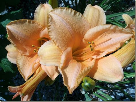 JSheldonWalker: Peachy lilies