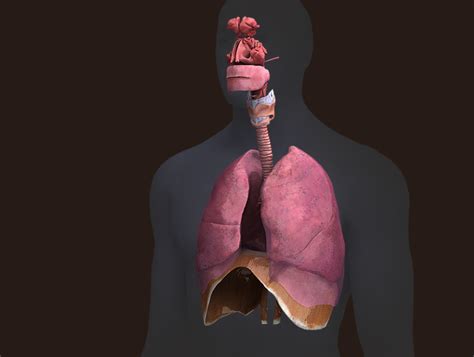 Zygote::3D Male Respiratory System | Medically Accurate | Human