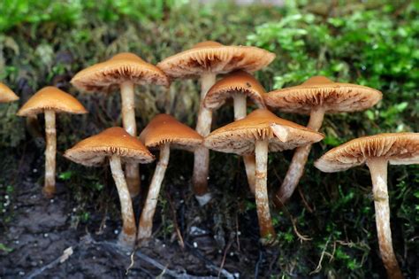 8 Most Poisonous Types Of Mushrooms - WorldAtlas