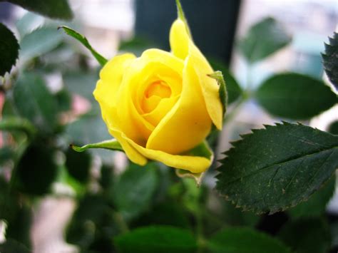 Hình ảnh hoa hồng vàng đẹp dịu dàng làm hình nền - P2 ~ học cách sống chậm