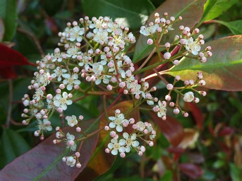 Garden Bloggers' Blooms Day - Photinia 'Red Robin'