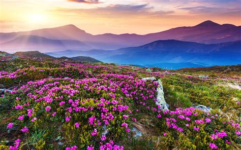 Nature Landscape Beautiful Mountain Flowers And Purple Colored Rocks Green Grass Sun Rays ...