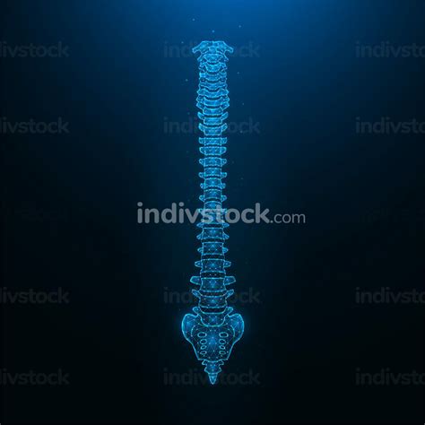 Polygonal vector illustration of a healthy human spine. Spine anatomy ...