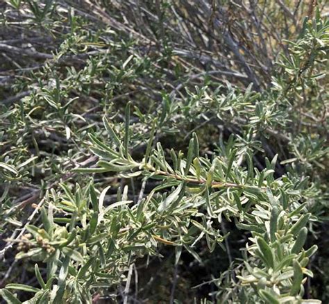 Four wing saltbush plant, seeds for food and leaves for lather.