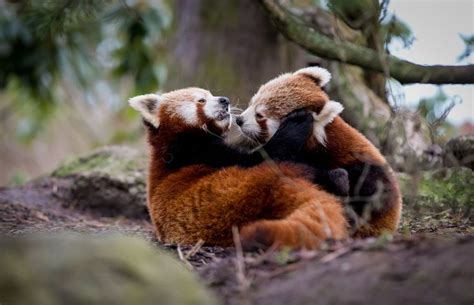 Playing red panda cubs by Frank Rønsholt | Panda rosso, Cuccioli di animale, Procioni