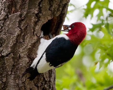 Red-headed Woodpecker : Minnesota Breeding Bird Atlas