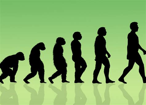 Série de vídeos retrata a evolução do homem até chegar no Homo sapiens