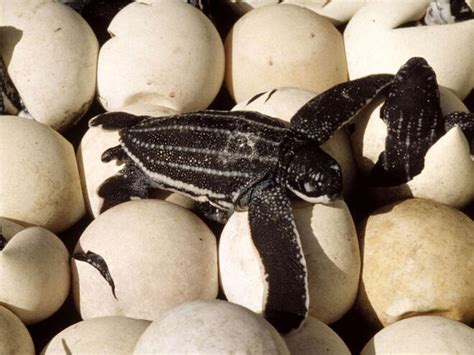 Leatherback Turtle | Sea Turtles | Species | WWF