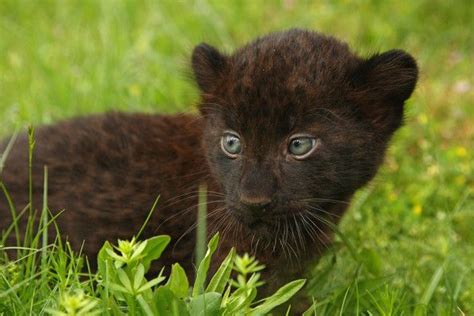 People - Photos | Baby wild animals, Baby panther, Animals wild