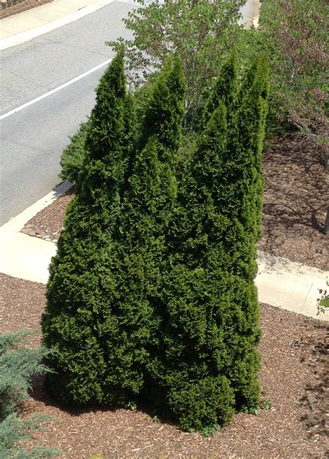 Thuja occidentalis (American Arborvitae, Eastern Arborvitae, Eastern ...