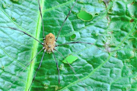 The Bunny Harvestman Spider! What Is It? | Spiders Planet