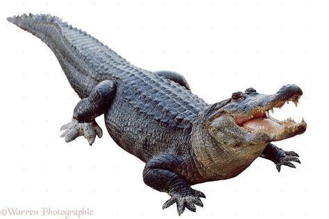 American Alligator photo | American alligator, Crocodile animal, Alligator