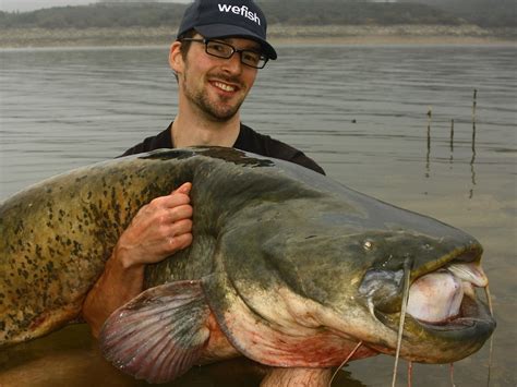 202 cm fat Catfish from Embalse de Mequinenza, Spain | Flickr