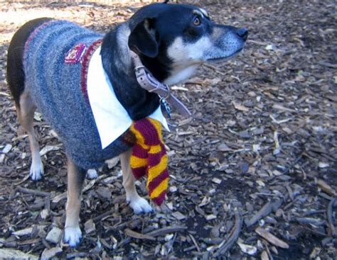 Harry Potter Pets (20 pics)