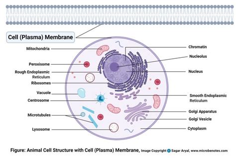 the structure of an animal cell