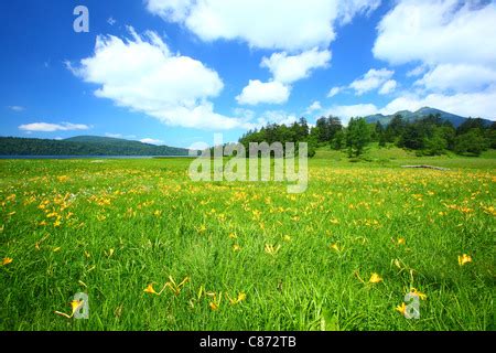 Lily flowers of oze national park Stock Photo - Alamy