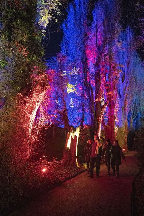 Stunning photographs of Anglesey Abbey’s 2019 Winter Lights display