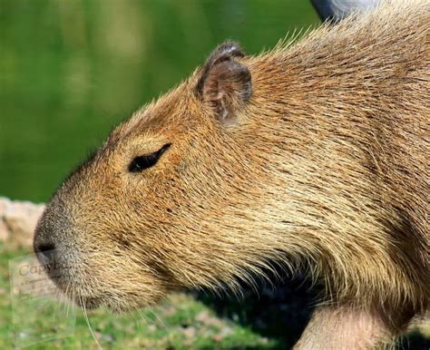 https://capybaraowner.com/largest-rodent/ | Capybara, Animal photography, Large rodents