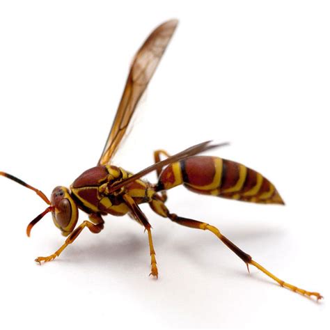 Paper Wasps, Pests in Tennessee - Pest Identifier - U.S. Pest Protection