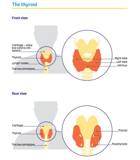 Understanding Thyroid Cancer: Symptoms, Types, and Risk Factors ...