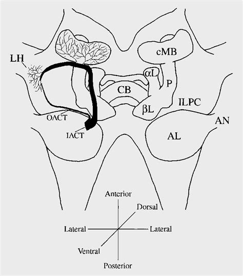 Figure 2 from The Antennal Lobe of Orthoptera – Anatomy and Evolution | Semantic Scholar