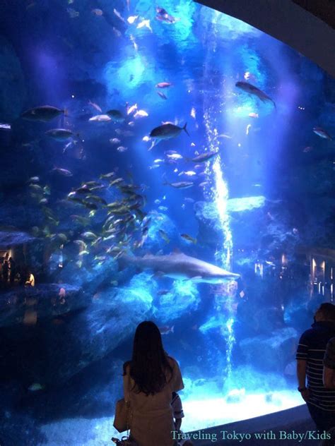 [ Sumida Aquarium ] Compact Aquarium at Tokyo Skytree town – Traveling Tokyo with Kids