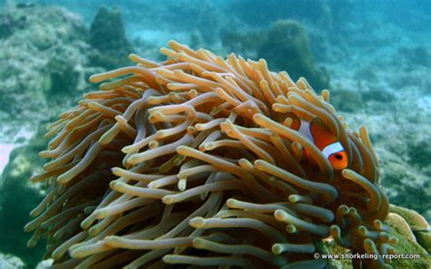 Snorkeling Maya Bay | Koh Phi Phi | Thailand