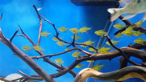 Lemon Tetra Care Guide | Habitat, Feeding, Breeding ... | Fishio.net