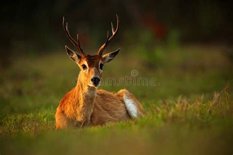 Pampas Deer, Ozotoceros Bezoarticus, Sitting in the Green Grass, Evening Sun, Animal in the ...