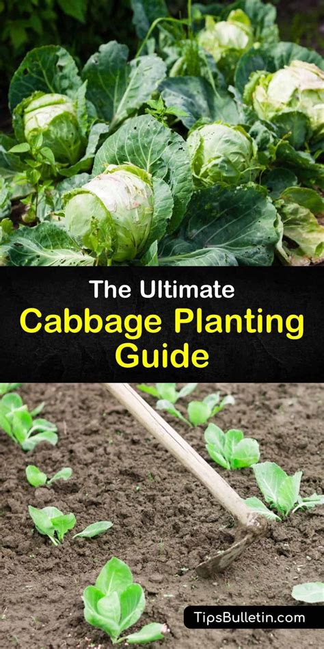 Learn how to plant cabbage heads in your vegetable garden with the ...