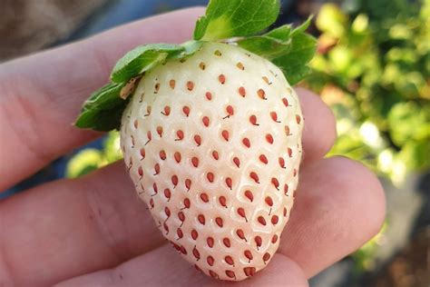 White strawberries just one of the new varieties being developed in Australia - ABC News