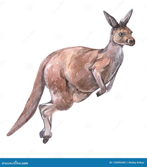 Watercolor kangaroo animal stock illustration. Illustration of wildlife - 176995445