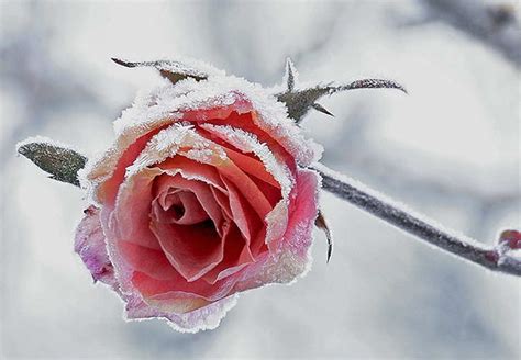 Winterizing Rose Bushes - HubPages