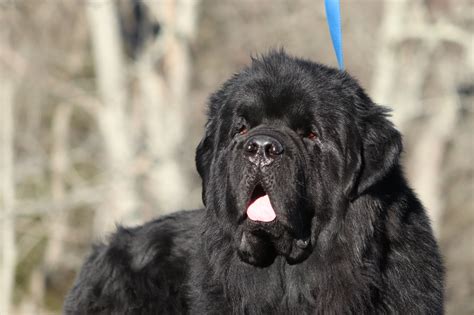 How Big Do Male Newfoundlands Get