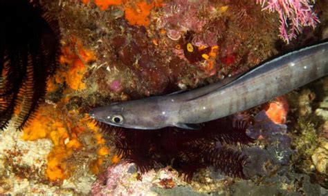 Conger Eel Pictures - AZ Animals