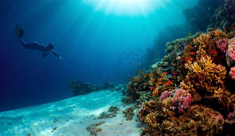 Scientists Discover Deep-Sea Coral Reef Hiding Off South Carolina Coast | OutdoorHub