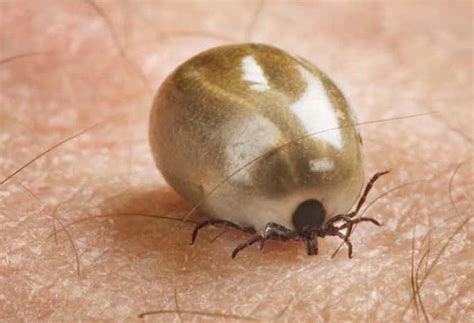 Tick-Borne Diseases and Your Cat | PetMD