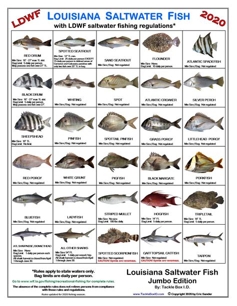 Buy Louisiana Saltwater Fish Identification Card Set - Three Waterproof ...