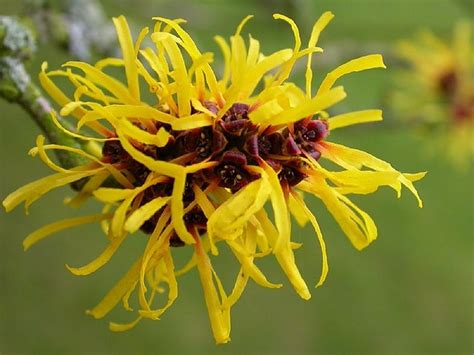 Hamamelis mollis (Chinese Witchhazel, Witch Hazel) | North Carolina Extension Gardener Plant Toolbox