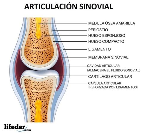 Diartrosis: dónde se encuentran, características, tipos