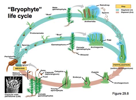 Pin by AHS AP Biology Class on Biodiversity/Classification | Life cycles, Plant life cycle ...