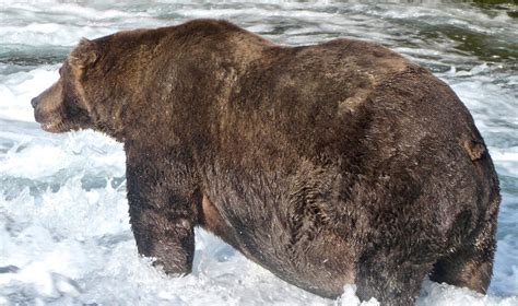 Grizzly Bear That Weighs As Much As 8 Men Has Been Crowned As The Fattest Bear In Alaska